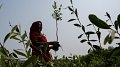 Renaturer et planter, ici et dans la mangrove