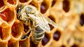Un système robotique pour sauver les abeilles ?