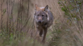 Des preuves évidentes de la présence de loups dans l'est du Luxembourg