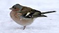 Alimentation hivernale des oiseaux – Explications et importance