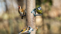 Recensement des oiseaux