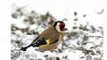 Recensement des oiseaux