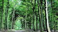 Forêts, consommation et production durables