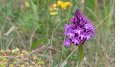 Orchidées à l'Arboretum du Kirchberg