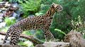 Ocelot, digne représentant de la biodiversité