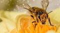 Les abeilles à l'école et dans les structures d‘accueil