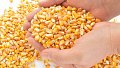 OGM - Le Parlement européen s'oppose à l'autorisation de culture de 5 OGM