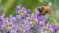 Les abeilles à l'honneur