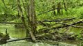 La Journée internationale des forêts, virtuellement