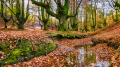 Les yeux de l'autorité en forêt