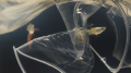 Qu'est-ce que la bioaccumulation ?