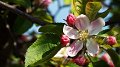 1.000 arbres fruitiers pour promouvoir la production locale