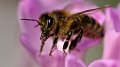 À la découverte des abeilles