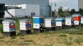 Bee keeping at the Cargolux HQ