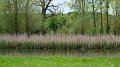 Les zones humides dans le bassin versant de la Syre