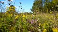 En Dag an der Natur