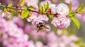 Semaines d'action pour les insectes pollinisateurs