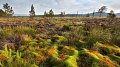 Restaurer la nature, priorité européenne et locale