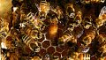 Déclin des abeilles : l'effet conjugué pesticide-parasite affecte aussi la survie des reines 