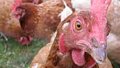 Grippe aviaire – mesures de biosécurité à observer par les éleveurs