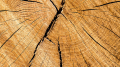 Chaîne de valeur du bois au Luxembourg (1/3) : Un écosystème en croissance