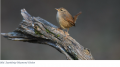 Les oiseaux hivernants dans les roseaux