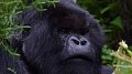 New Project : Efficient Stoves Save Habitat for the Last Mountain Gorillas