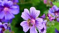Flower power : des odeurs florales qui bloquent l'agressivité des abeilles