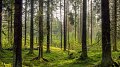 Que réserve l'avenir aux espèces d'arbres européennes ?