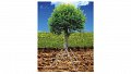 Tree System, un système d'ancrage innovant et respectueux de l'environnement