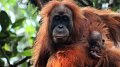 Sitôt découvert, un nouveau grand singe rejoint la liste des espèces menacées