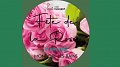 Fête de la Rose