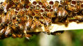 Une colonie d'abeilles chez Solar Screen !