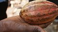 Un nouveau prix plancher pour le cacao au Ghana et en Côte d'Ivoire