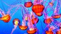 Débarrasser nos eaux des déchets plastiques grâce à des filtres de méduses