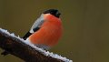 Wie halten sich die Vögel eigentlich im Winter warm und ernähren sich ?