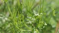 Une plante disparue depuis 60 ans a été redécouverte à Mondorf-les-Bains