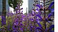 Printemps/été : Promenades à la découverte des plantes médicinales