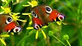 Obtenez des plantes vivaces qui attirent les papillons dans votre jardin !