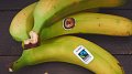 Bio-Fairtrade : L'unique banane vendue chez Cactus Shoppi