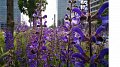 Promenades à la découverte des plantes médicinales