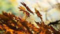 Chantiers nature « Fit by nature »