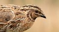 Euro Birdwatch 2021