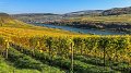 Sur les bords de la Moselle, la chaleur a avancé le début des vendanges