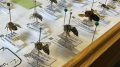 Do you want to learn to pin bees ?