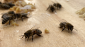 Honapi - Miel de l'apiculteur récoltant