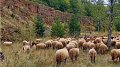 Un pâturage gourmand au service de la Minett Unesco Biosphere