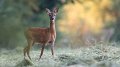 Une biche dans la forêt au Grand-Duché de Luxembourg