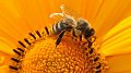 Bienengesundheit – Projekt BeeFirst und Projekt VSH