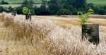 Jeune plantation en agroforesterie